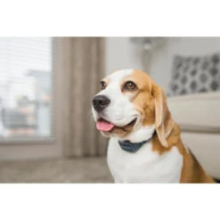 PetSafe ANTI ABOIEMENT SONORE RECHARGEABLE -Magasin D'Équipement De Chasse anti aboiement sonore rechargeable 6