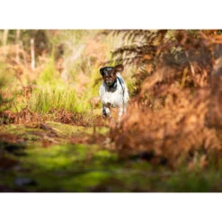 PACK COLLIER + TÉLÉCOMMANDE DE DRESSAGE POUR CHIEN NUM'AXES CANICOM 1500 9 PACK COLLIER + TÉLÉCOMMANDE DE DRESSAGE POUR CHIEN NUM'AXES CANICOM 1500 -Magasin D'Équipement De Chasse pack collier telecommande de dressage pour chien numaxes canicom 1500 3