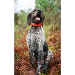 SD BEEPER SPORTDOG -Magasin D'Équipement De Chasse sd beeper sportdog 2