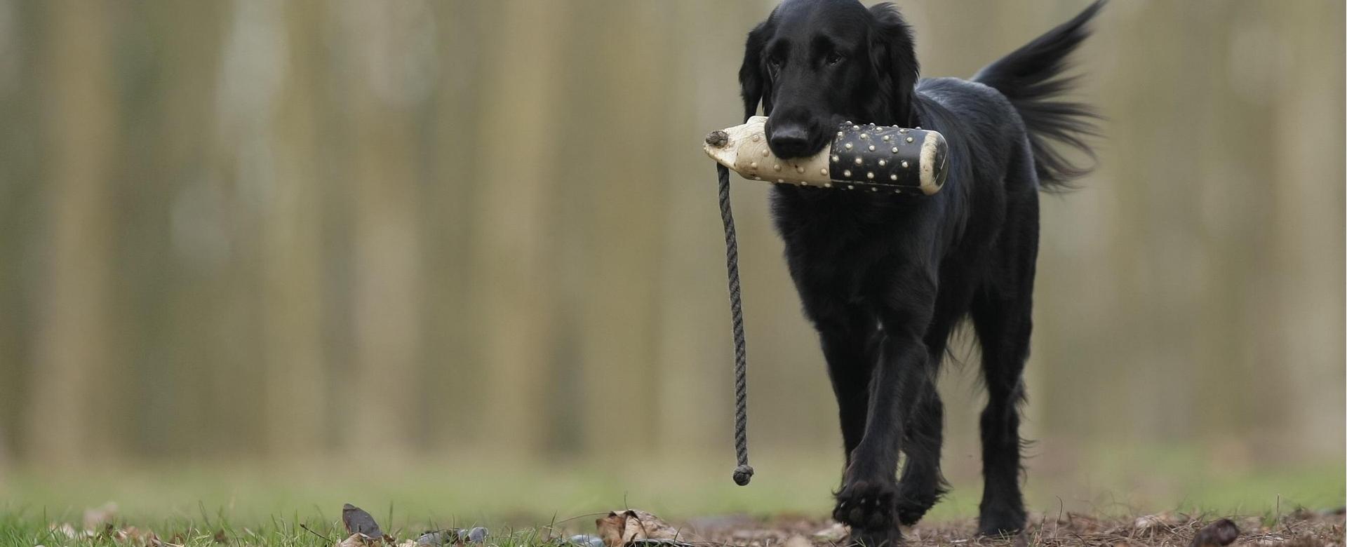 Magasin D'Équipement De Chasse -Magasin D'Équipement De Chasse dog 3267479 1920